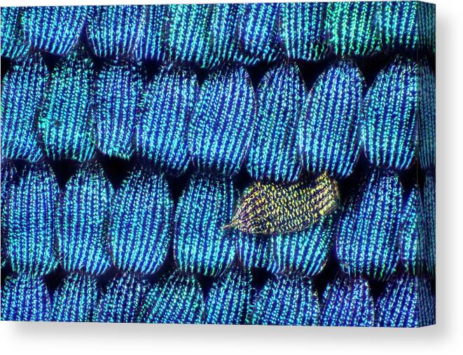 Macro Canvas Print featuring the photograph Butterfly Wing Scales by Frank Fox