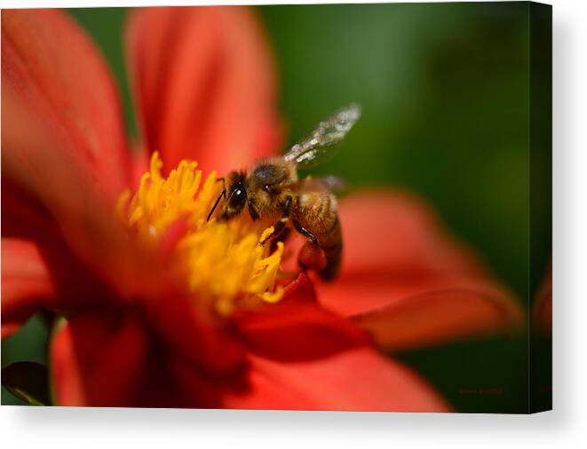 Bee Canvas Print featuring the photograph Buzz Is The Word by Donna Blackhall