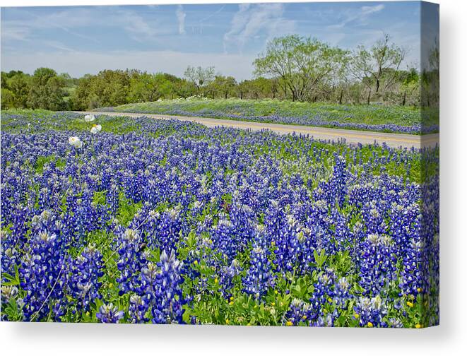 Texas Landscape Canvas Print featuring the photograph By the roadside by Cathy Alba