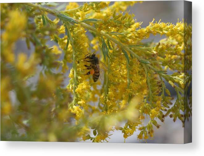 Bee Canvas Print featuring the photograph Visiting Bee on Goldenrod by Valerie Collins
