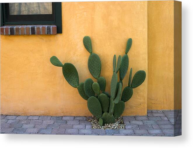 Tucson Canvas Print featuring the photograph Cactus and Yellow Wall by Carol Leigh