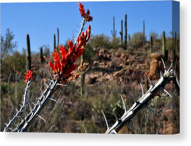 Cactus Photography Canvas Print featuring the photograph Cactus flowers by Diane Lent