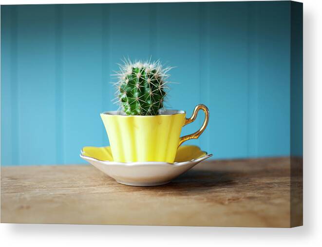 Risk Canvas Print featuring the photograph Cactus Growing In Teacup On Desk by Ian Nolan