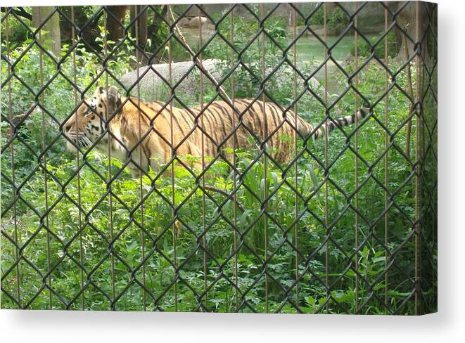 Wildlife Canvas Print featuring the photograph Caged by Fortunate Findings Shirley Dickerson