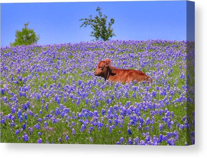 Texas Bluebonnets Canvas Print featuring the photograph Calf Nestled in Bluebonnets - Texas Wildflowers Landscape Cow by Jon Holiday
