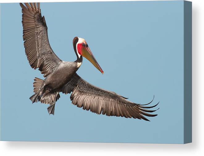 California Brown Pelican Canvas Print featuring the photograph California Brown Pelican with Stretched Wings by Ram Vasudev