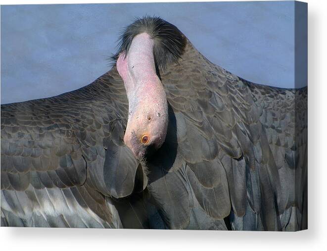 California Condor Canvas Print featuring the photograph California Condor by Fraida Gutovich