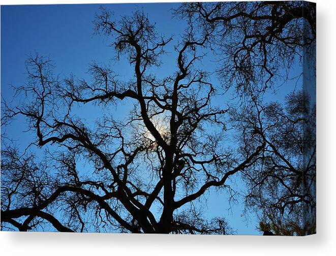 California Oak Tree Canvas Print featuring the photograph California Oak Sun Tree by Marilyn MacCrakin