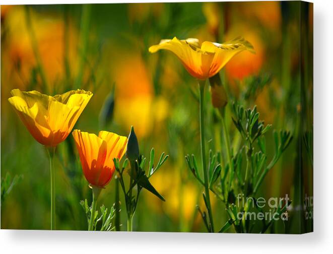 California Poppies Canvas Print featuring the photograph California Poppies by Deb Halloran