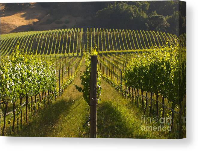 Plant Canvas Print featuring the photograph California Wine Grape Vineyard by Ron Sanford