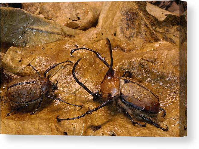 Feb0514 Canvas Print featuring the photograph Caliper Beetles Camouflaged Ecuador by Pete Oxford