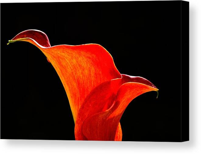 Calla Canvas Print featuring the photograph Calla Lily High Contrast by Scott Lyons