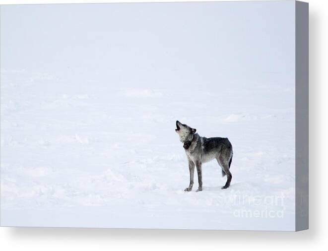 Gray Wolf Canvas Print featuring the photograph Calling Home by Deby Dixon
