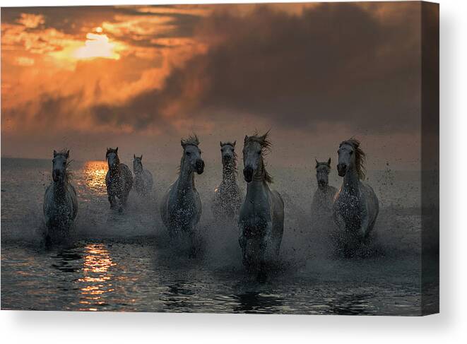 Horses Canvas Print featuring the photograph Camargue On Fire by Xavier Ortega