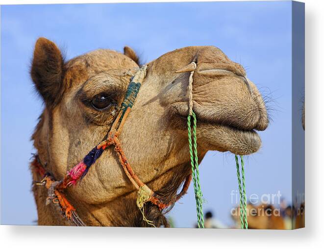 Camel Canvas Print featuring the photograph Camel in the Thar Desert in Rajasthan India by Robert Preston