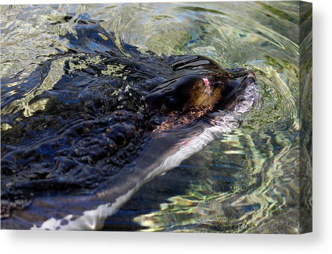 Camouflage Canvas Print featuring the photograph Camouflage by Ivete Basso Photography