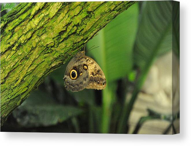 Wildlife Canvas Print featuring the photograph Camouflage by Richard Gehlbach