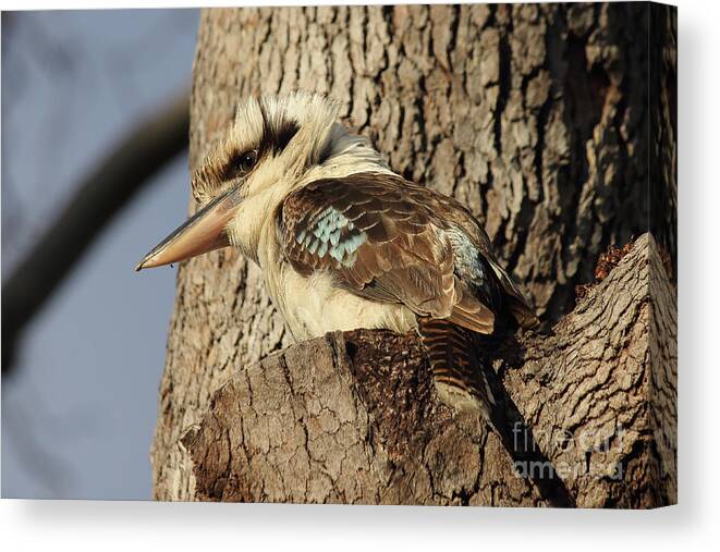 Bird Canvas Print featuring the photograph Can anybody see me? by Jola Martysz