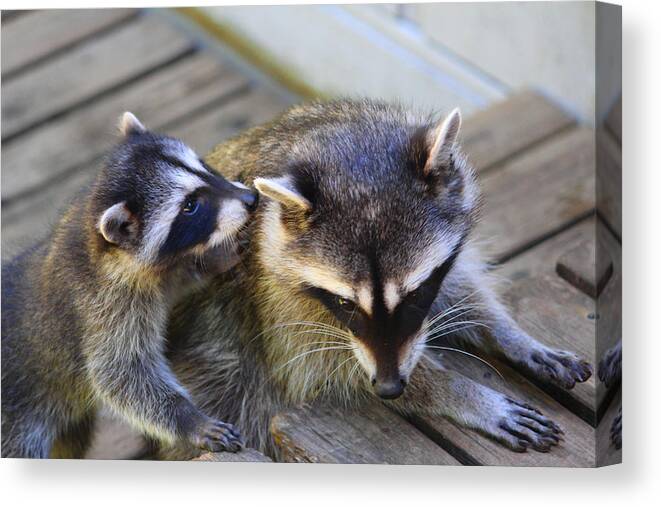 Mammals Canvas Print featuring the photograph Can I tell you a secret Mom? by Kym Backland