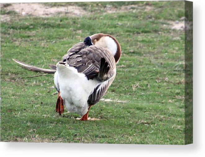 Goose Canvas Print featuring the photograph Can You Do This by Rhonda Burger