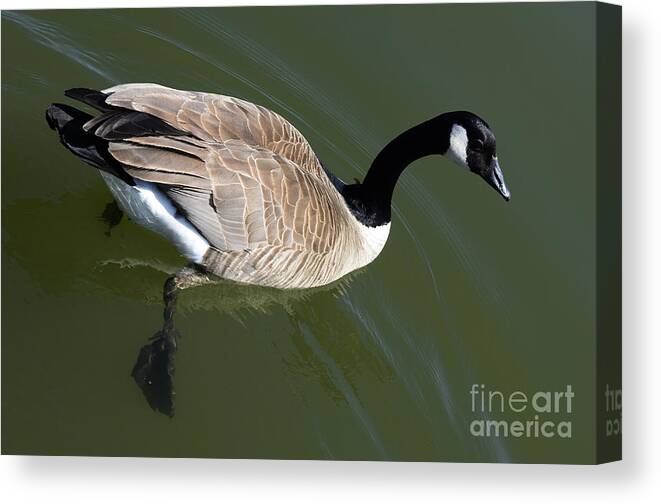 Canada Goose Canvas Print featuring the photograph Canada Goose by Bob Christopher