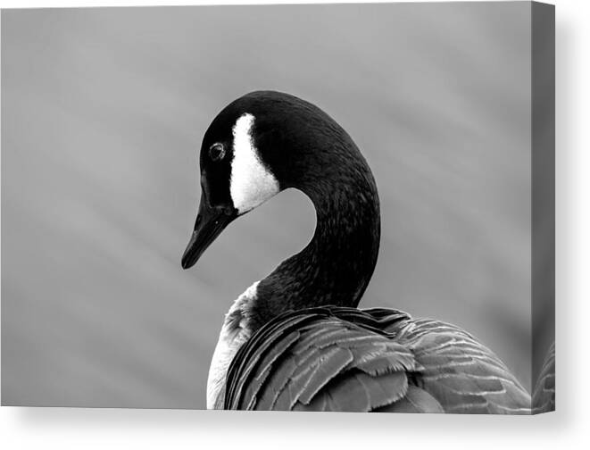 Canadian Goose Canvas Print featuring the photograph Canadian Goose in Black and White by Frank Bright
