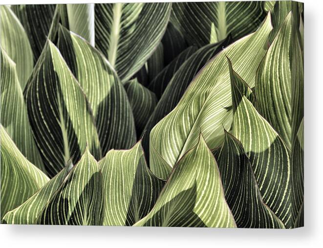 Canna Canvas Print featuring the photograph Canna Lilies by Jason Politte