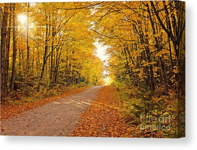 Fall Foliage Canvas Print featuring the photograph Canopy of Fall by Gwen Gibson