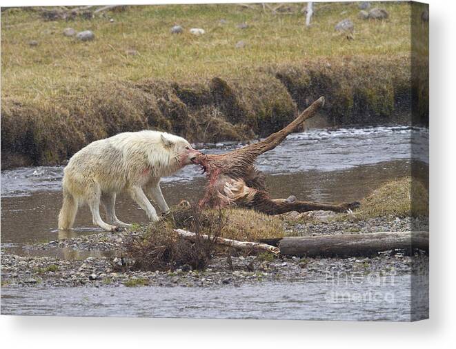 Grey Wolf Canvas Print featuring the photograph Canyon Alpha by Aaron Whittemore