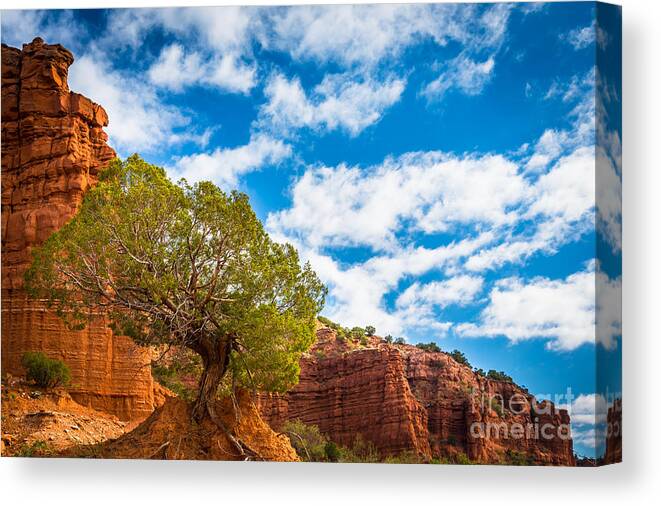 America Canvas Print featuring the photograph Caprock Canyon Tree by Inge Johnsson