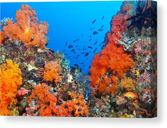 Soft Coral Canvas Print featuring the photograph Captivating Color by Paula De Baleau