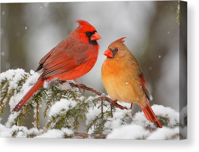 Bird Canvas Print featuring the photograph Cardinal Pair by Alan Lenk