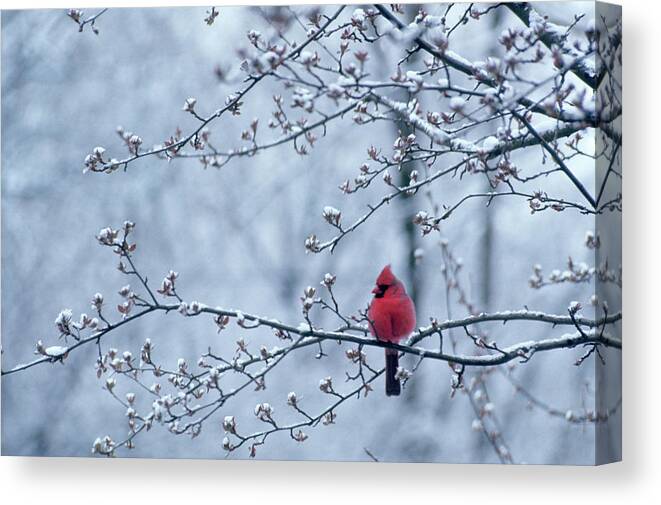 Photography Canvas Print featuring the photograph Cardinal Sitting In Apple Tree Spring by Animal Images