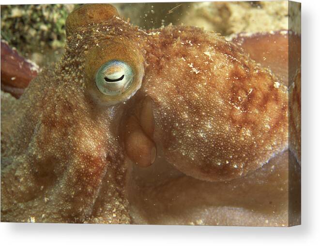 Underwater Canvas Print featuring the photograph Caribbean reef octopus hunting at night by Comstock