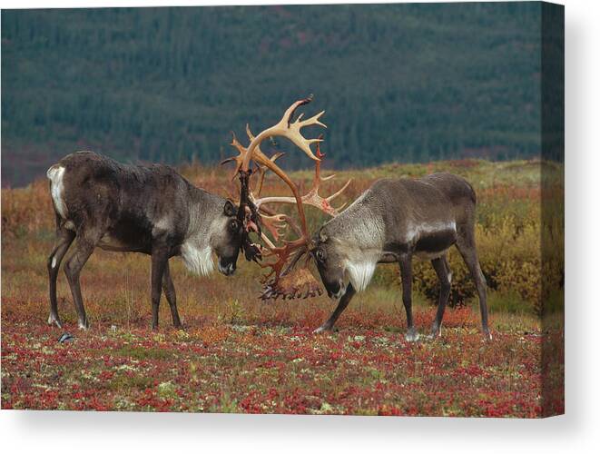 00600020 Canvas Print featuring the photograph Caribou Males Sparring by Matthias Breiter