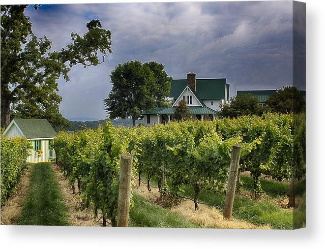 Wine Canvas Print featuring the photograph Carolina Vineyard by Kevin Senter