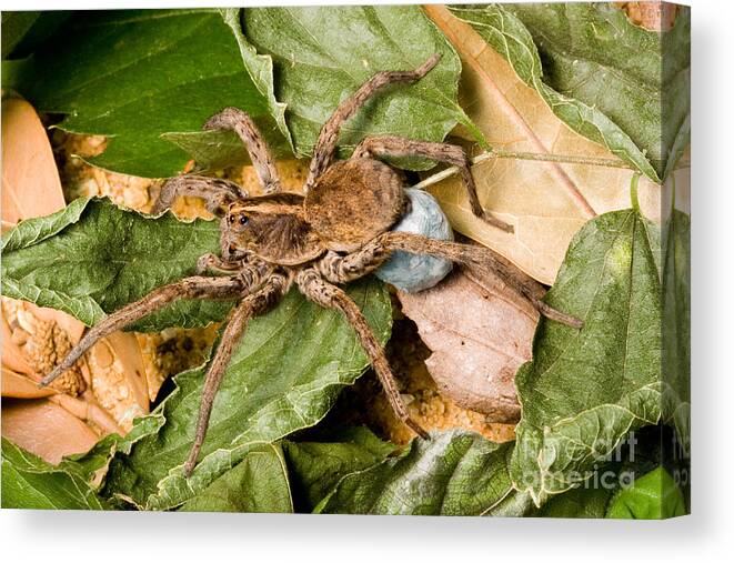Animal Canvas Print featuring the photograph Carolina Wolf Spider With Egg Sac by Gregory G. Dimijian