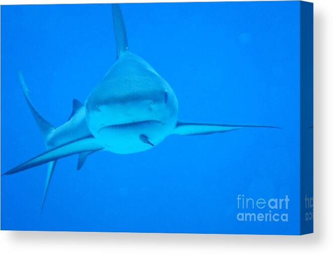 Sharks Canvas Print featuring the photograph Carribean Reef Shark Seeks Dinner by John Malone
