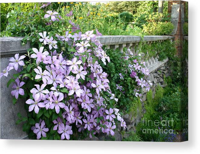 Botanic Garden Canvas Print featuring the photograph Cascading Clematis by Patty Colabuono