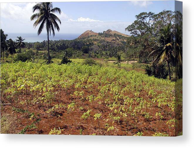 Cassava Canvas Print featuring the photograph Cassava Crop by M. Watson