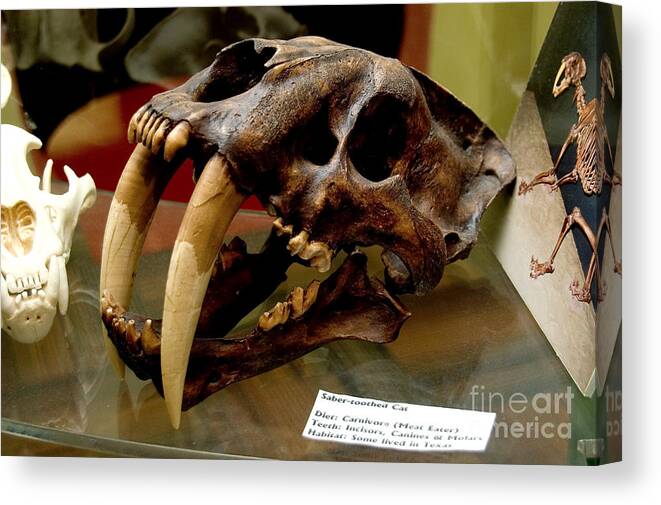 Animal Canvas Print featuring the photograph Cast Of Skull Of Extinct Saber-toothed by Gregory G. Dimijian, M.D.