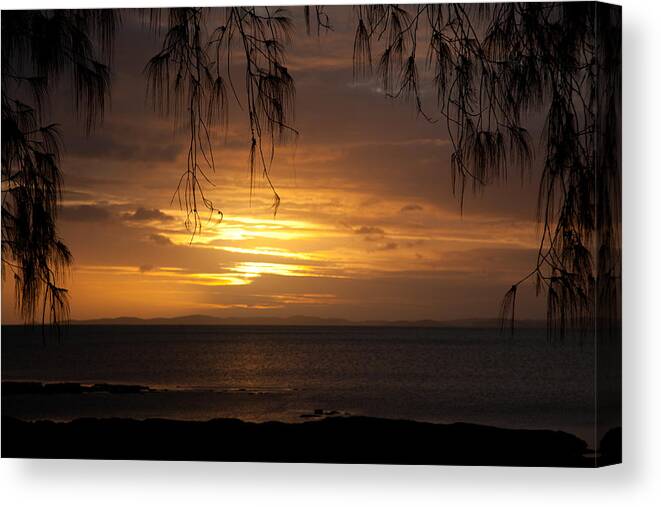 Tree Canvas Print featuring the photograph Casuarina Sunset 2 by Carole Hinding