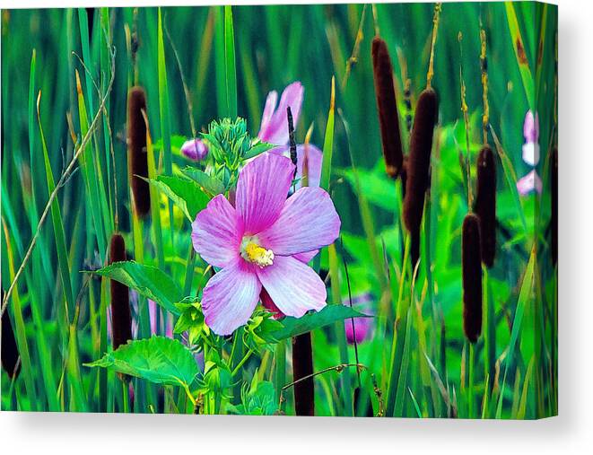 Marsh Mallow Canvas Print featuring the photograph Cat-O-Nine-Tails And Marsh Mallows by Constantine Gregory