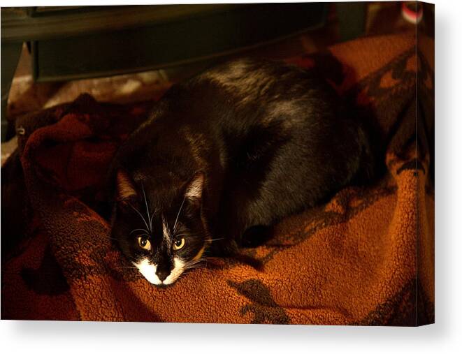 Black And White Canvas Print featuring the photograph Cat on a Rug by Wood Stove by Michael Dougherty