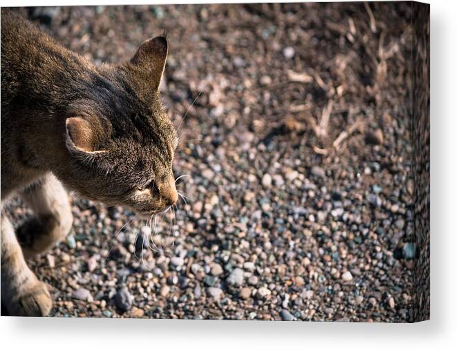 Cat Canvas Print featuring the photograph Cat On The Prowl by Holden The Moment
