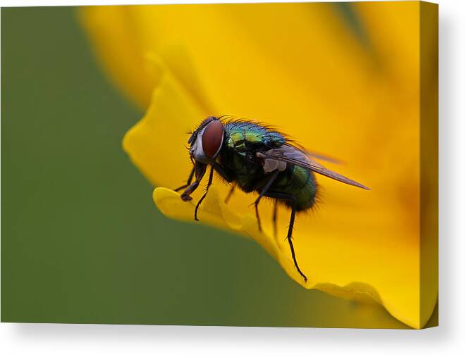 Insect Canvas Print featuring the photograph Catch Me If You Can by Juergen Roth