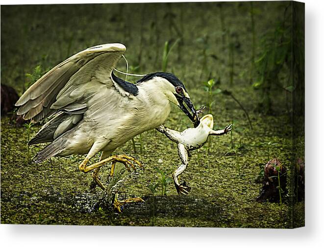 Black-crowned Night Heron Canvas Print featuring the photograph Catching Supper by Priscilla Burgers