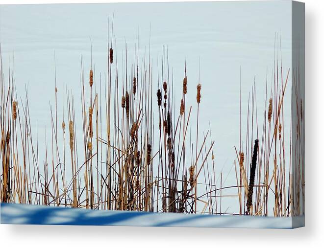 Dakota Canvas Print featuring the photograph Cattails in Snow by Greni Graph