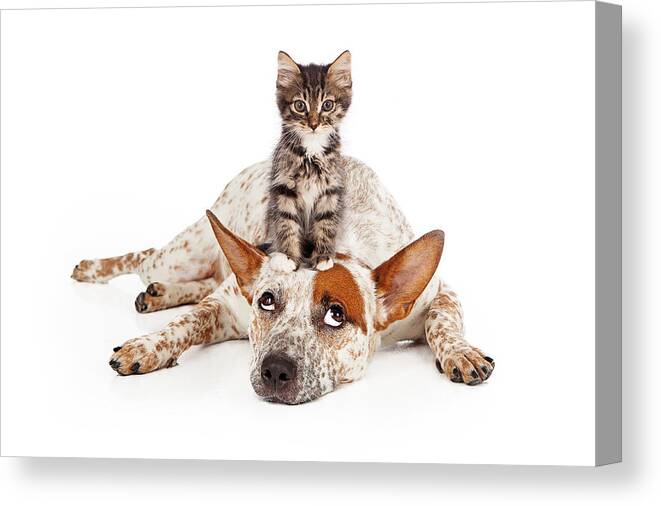 Animal Canvas Print featuring the photograph Catte Dog With Kitten on His Head by Good Focused