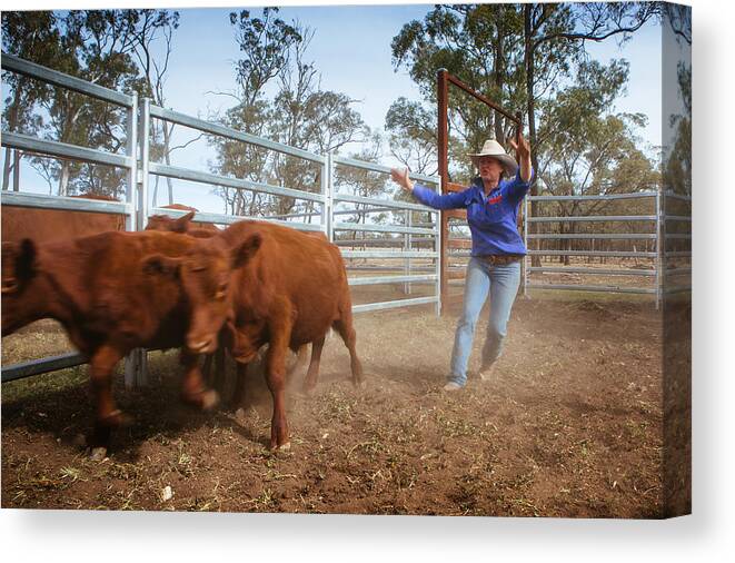 Dust Canvas Print featuring the photograph Cattle farming, Queensland Australia by Robert Lang Photography